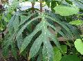 Breadfruit / Artocarpus altilis